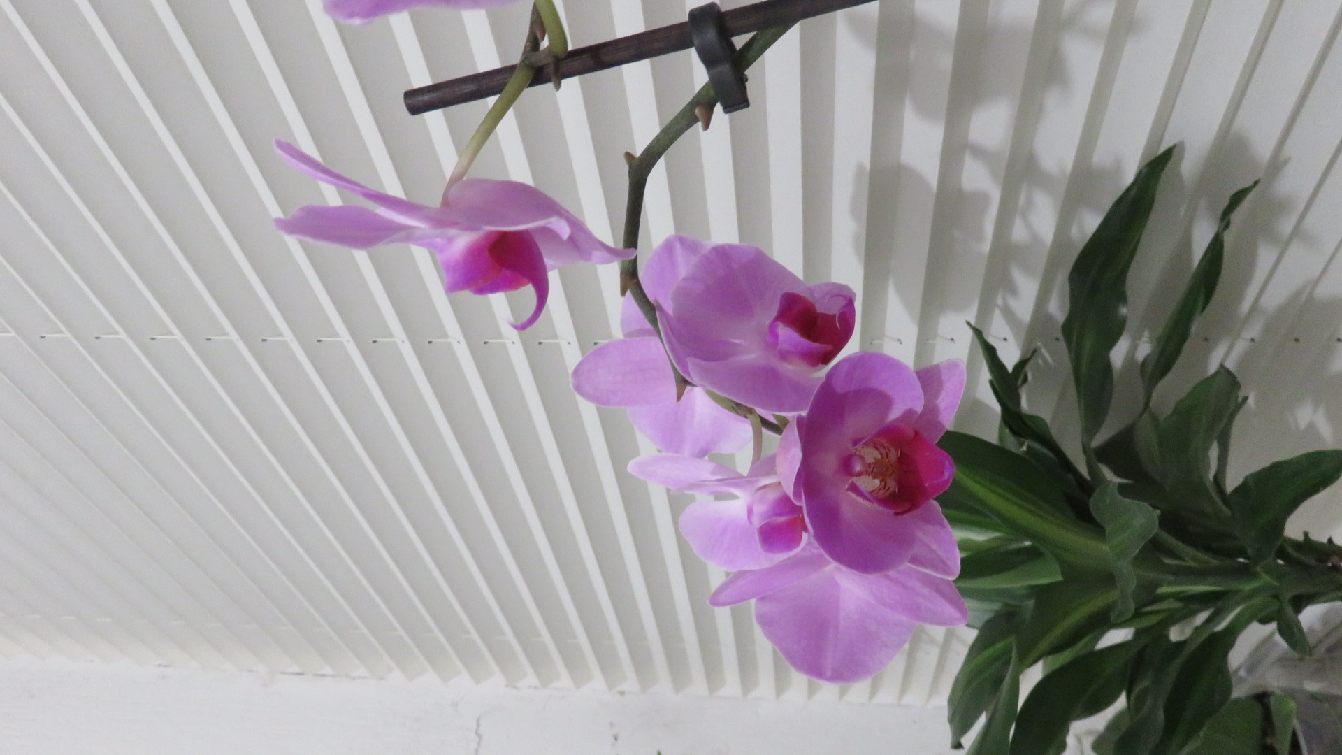 Orchidee Lila  (13).JPG