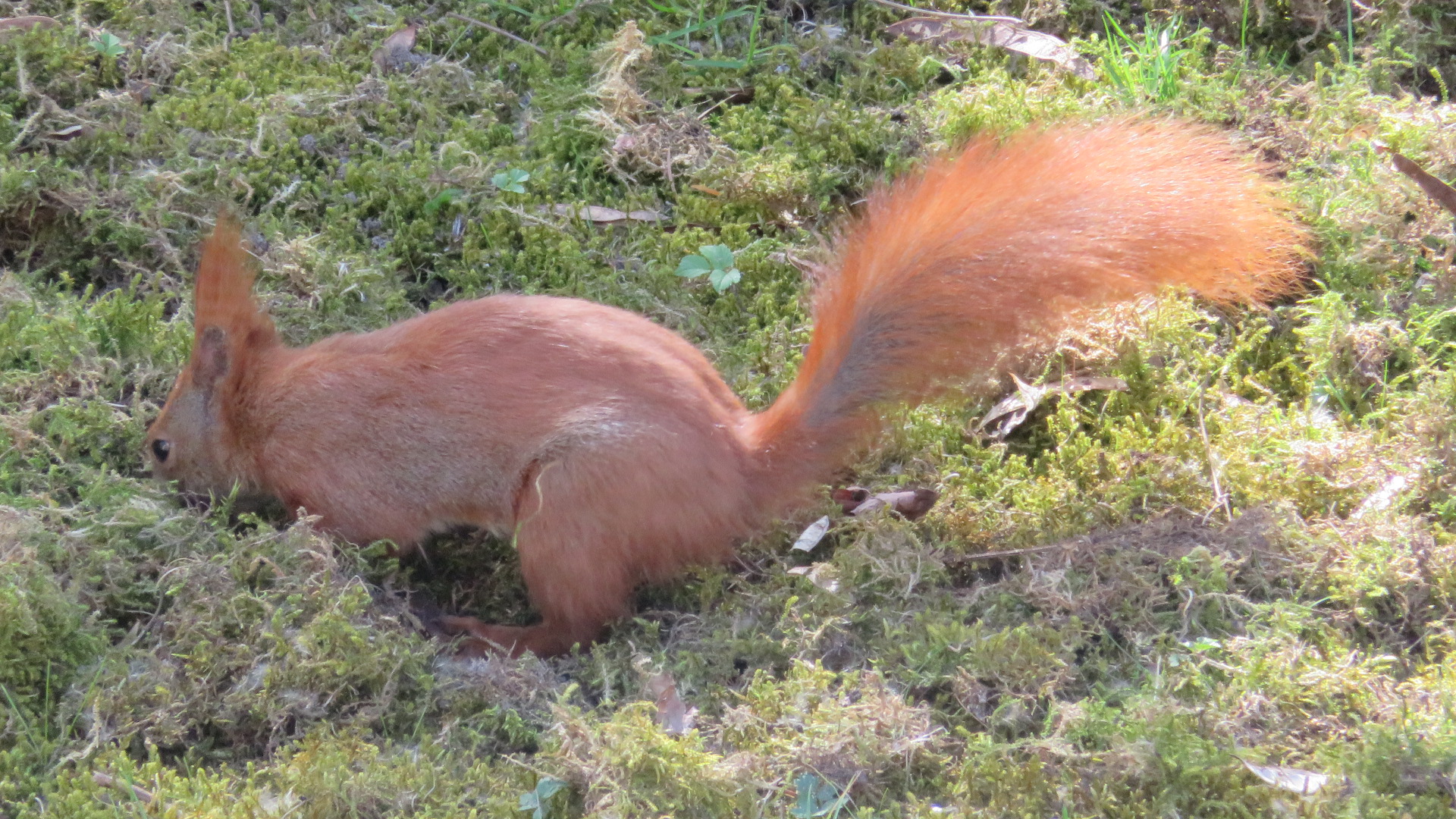 Eichhörnchen a (2).JPG