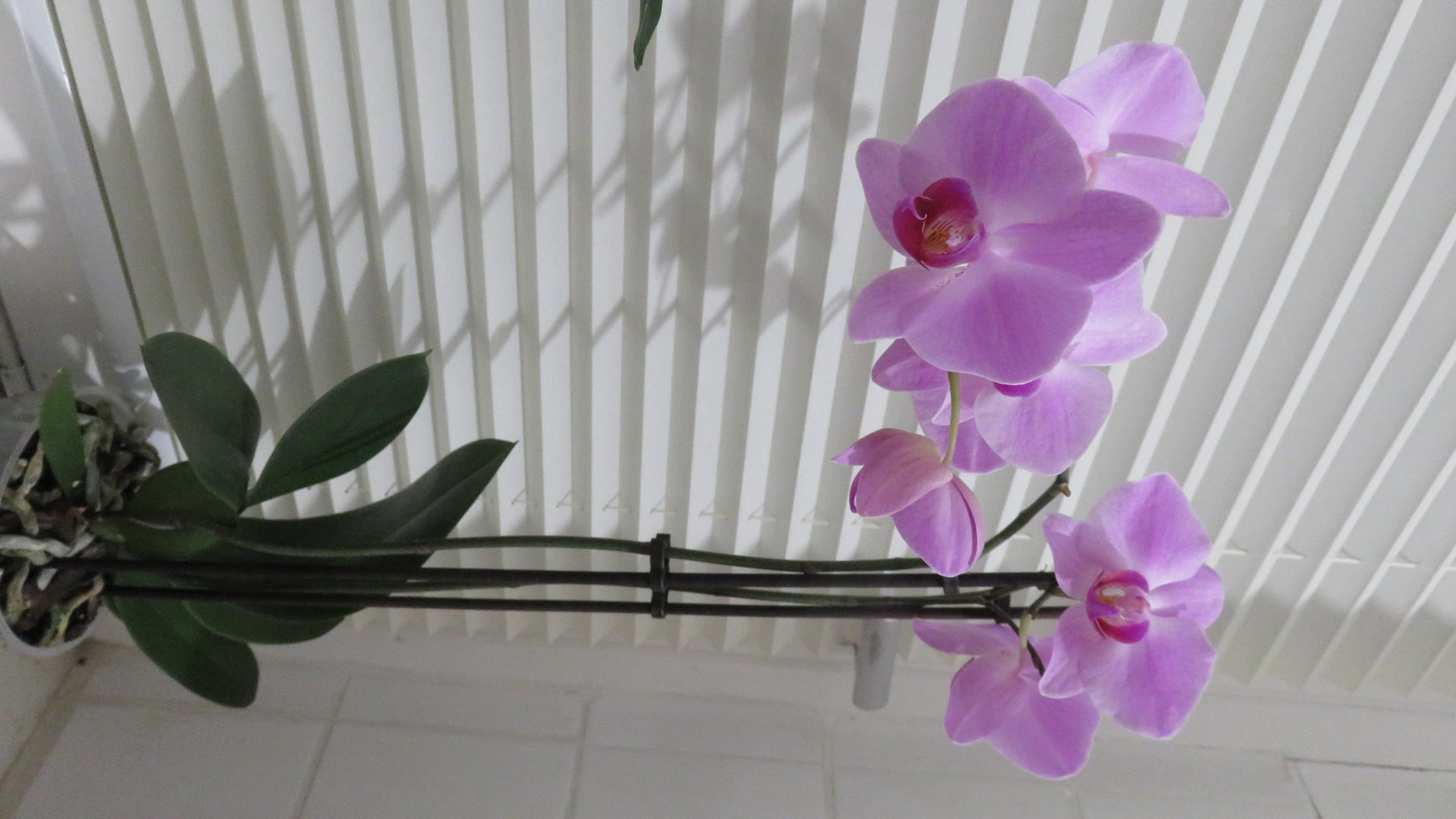 Orchidee Lila  (6).JPG