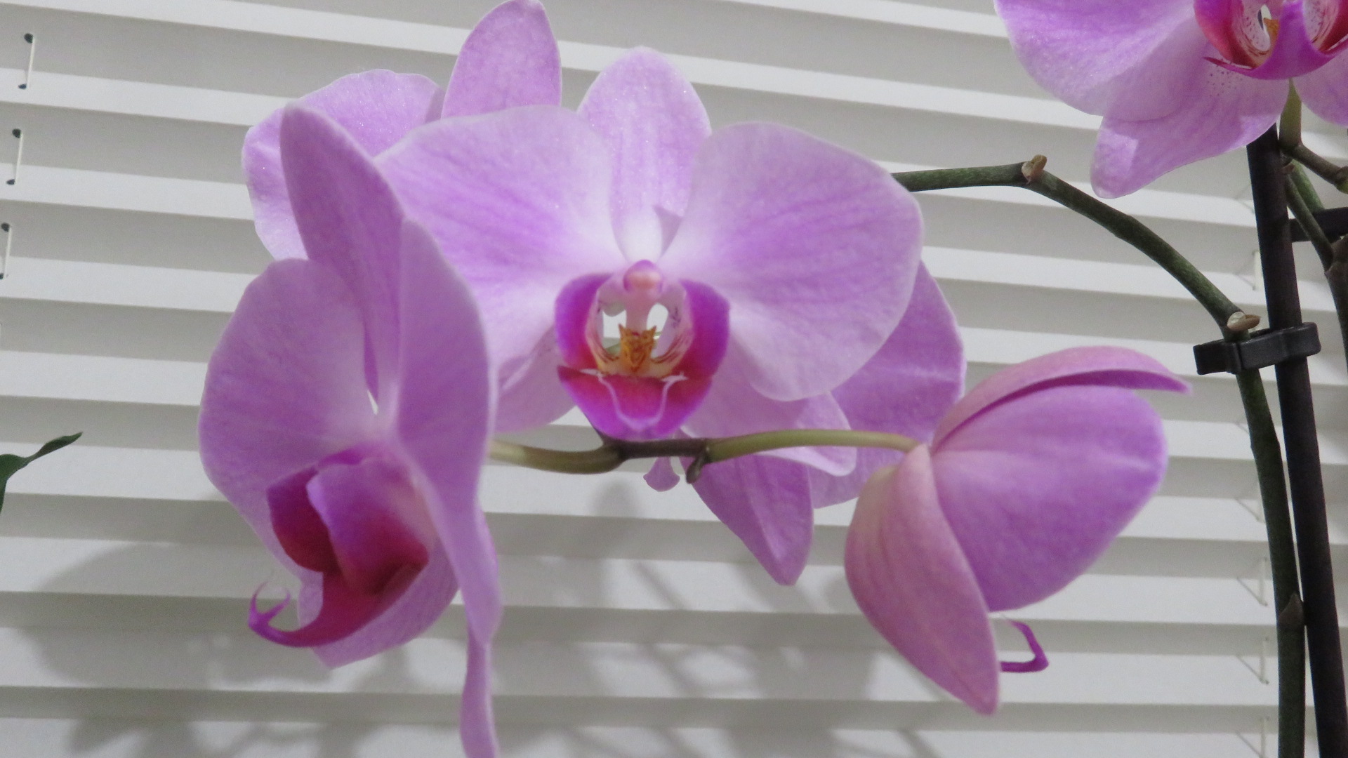 Orchidee Lila  (8).JPG