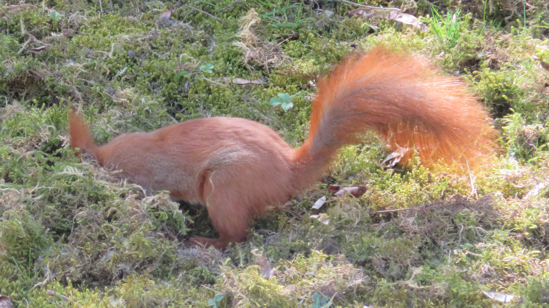 Eichhörnchen a (4).JPG