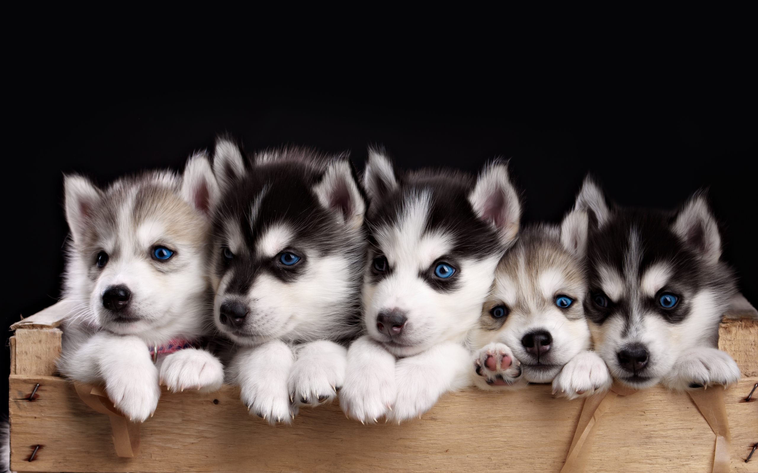 husky-puppy-wallpapers-android.j