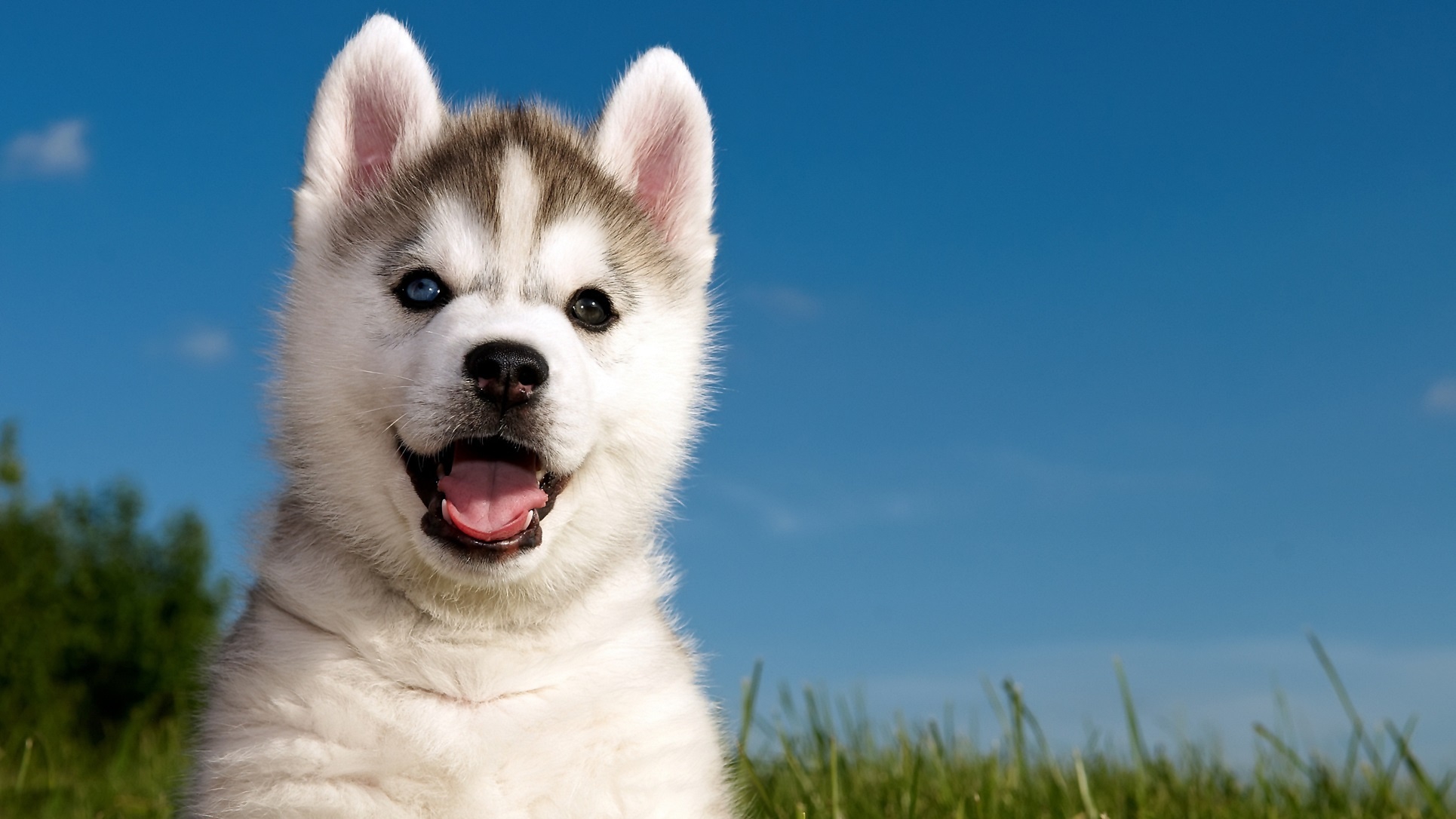 dogs-puppy-siberian-huski-dog-60