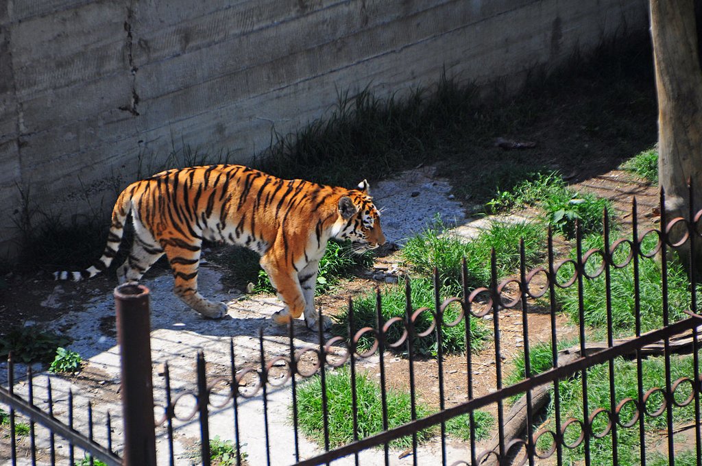Tbilisi_zoo_tiger.jpg
