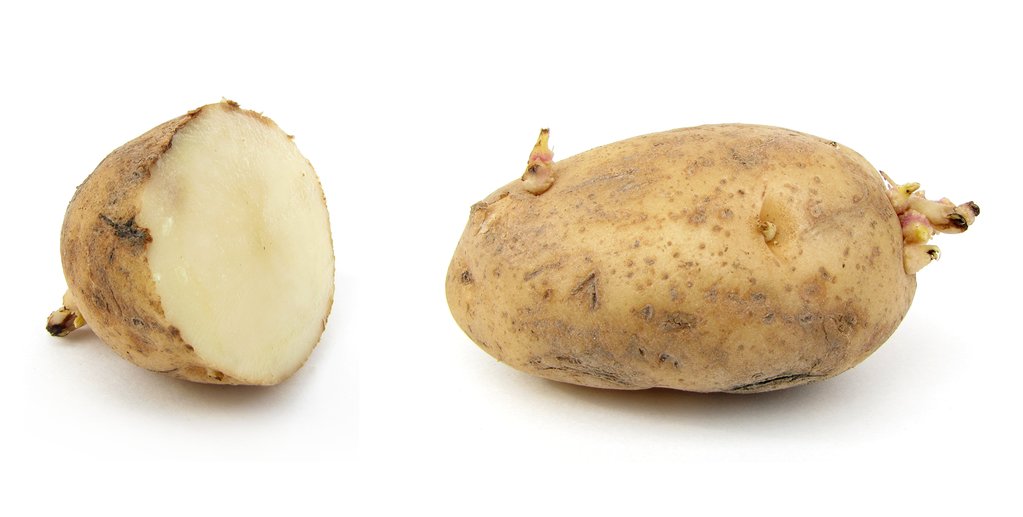 Russet_potato_cultivar_with_spro
