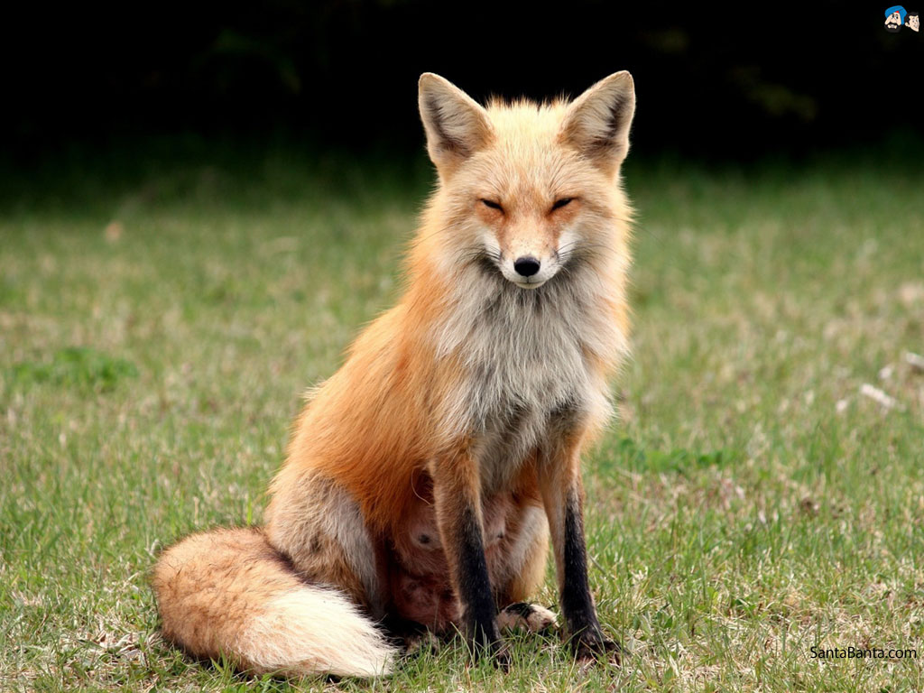 foxes-0a.jpg