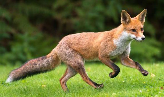 fox-running.jpg
