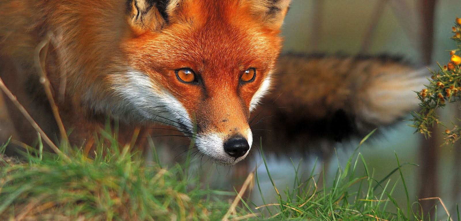 red-fox2cropped.jpg