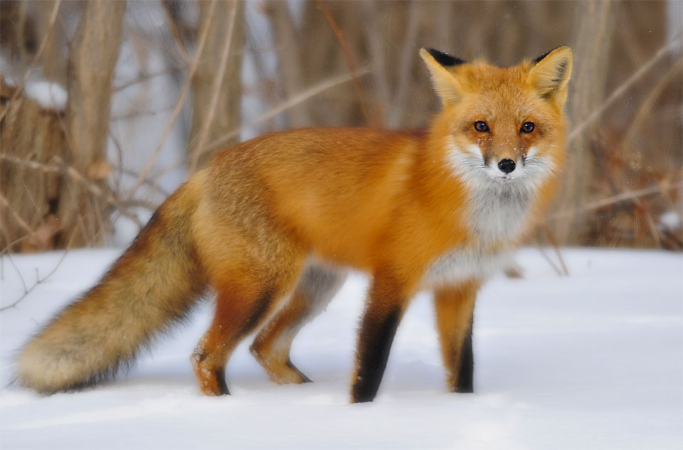 red-fox-06.jpg
