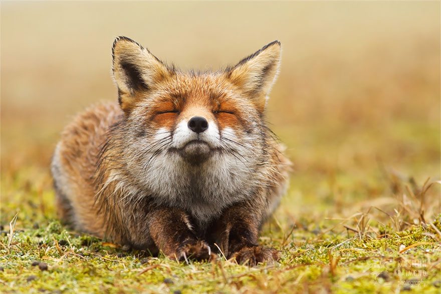 zen-foxes-roeselien-raimond-3__8