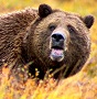 Grizzly3 Icon.jpg