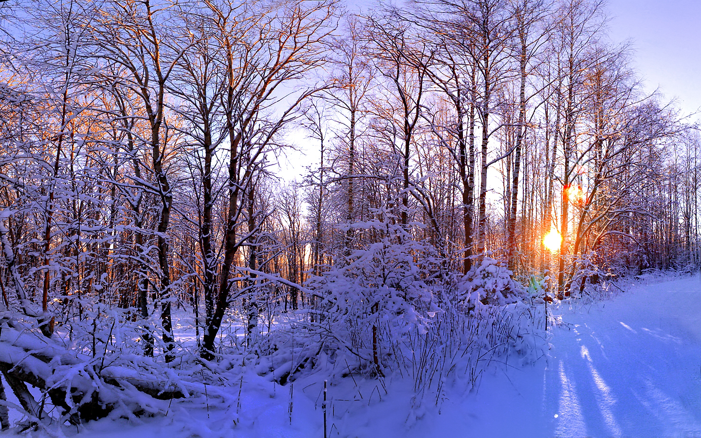 Зимний лес 01.jpg