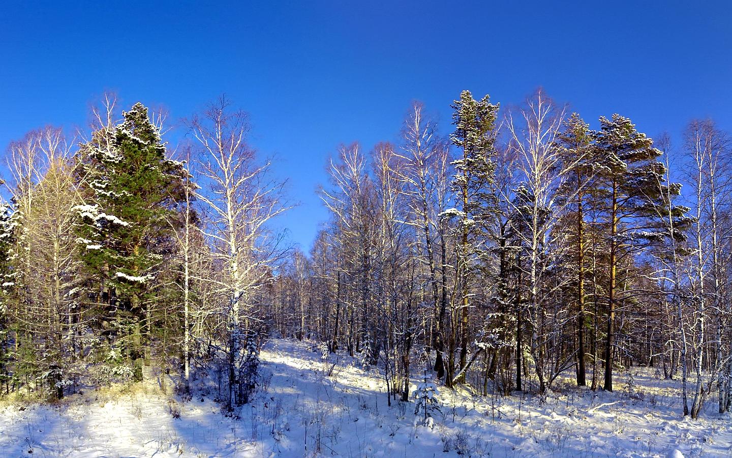 Зимний лес 02.jpg