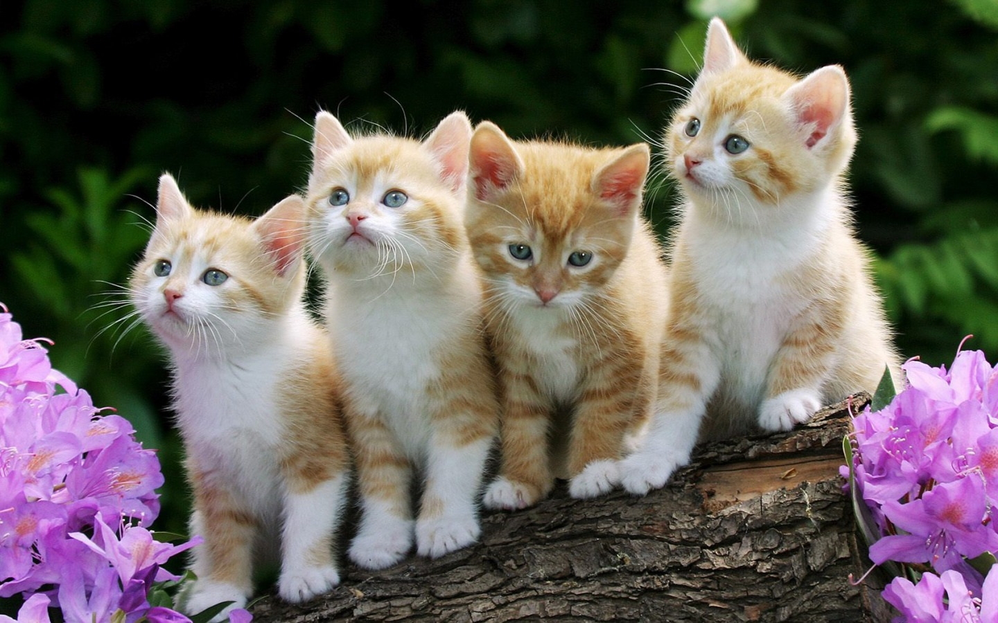 4_Cute_Cats_Wallpaper_1440x900_w