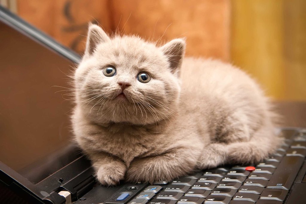 01-cat-wants-to-tell-you-laptop.