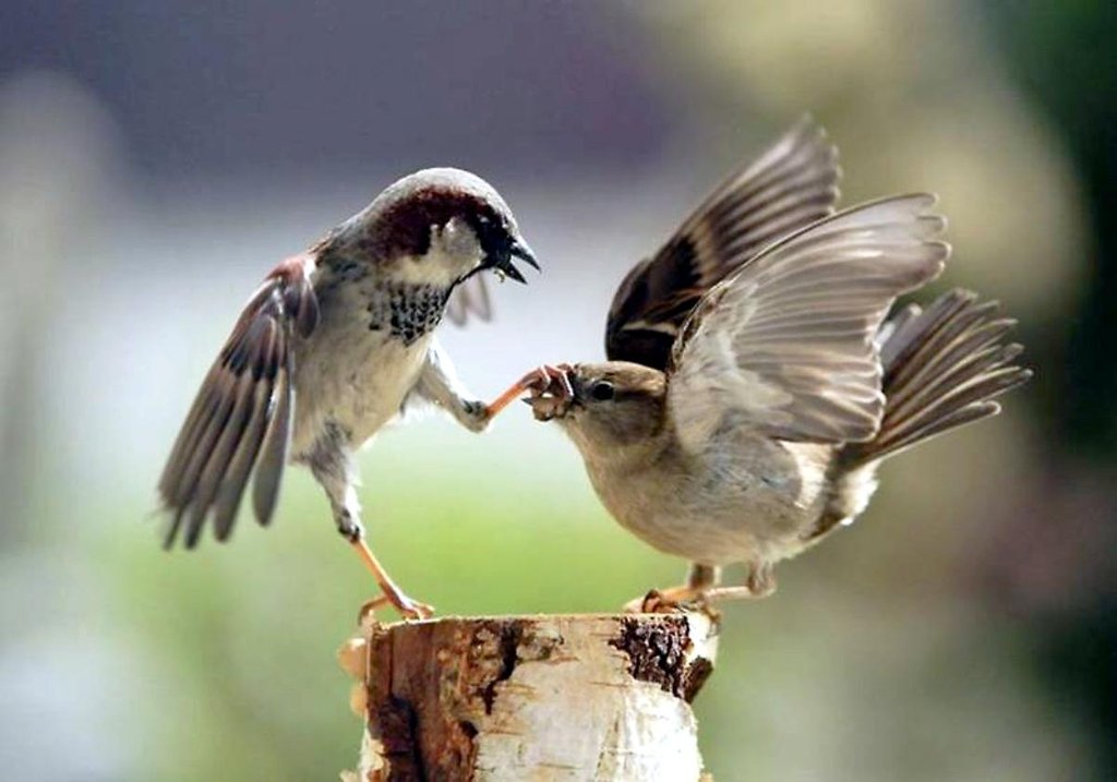01-male-bird-shutting-up-female-