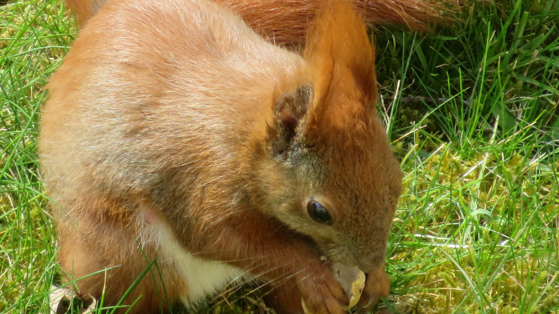 Eichhörnchen a (29).JPG