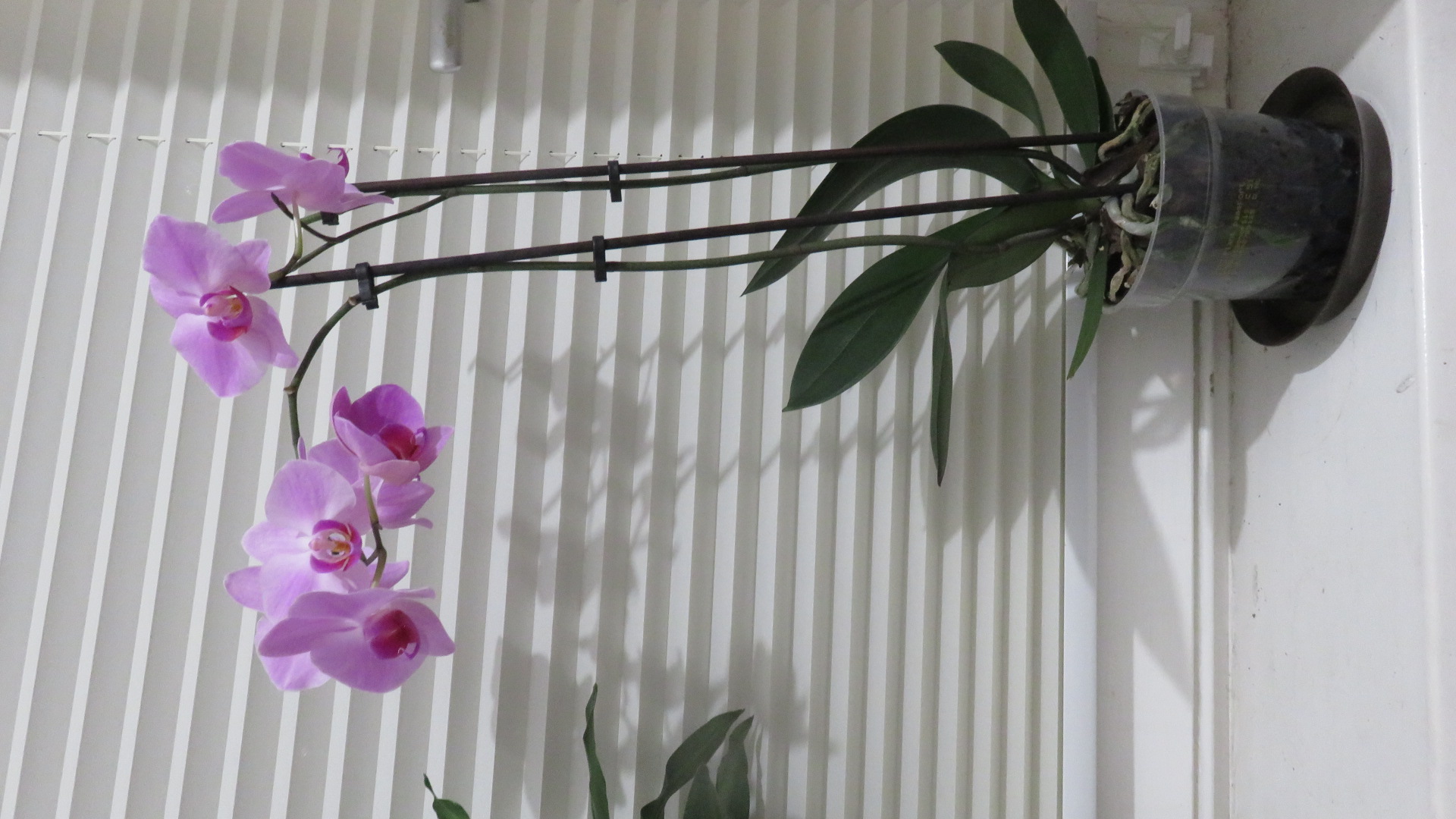 Orchidee Lila  (1).JPG