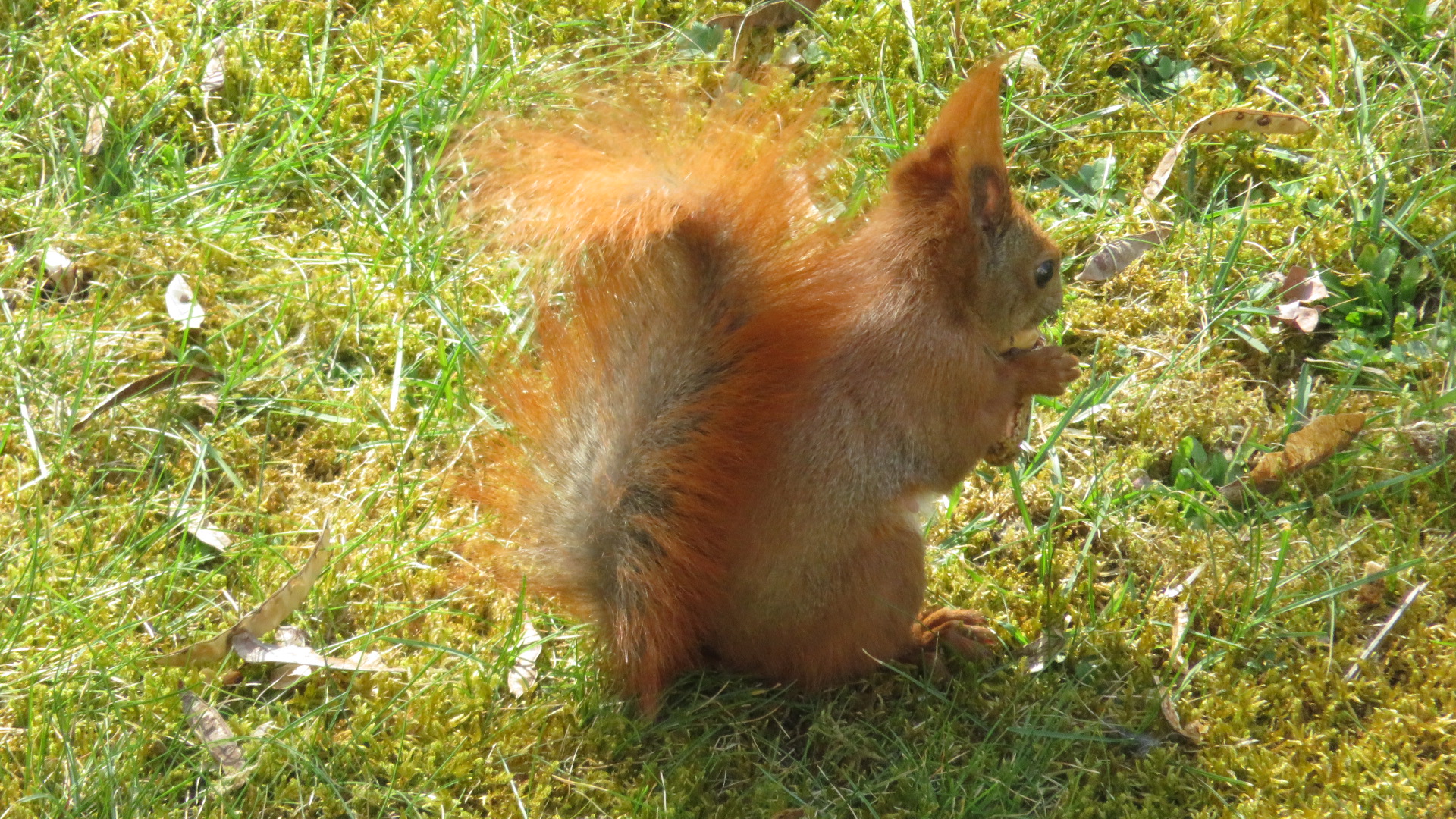 Eichhörnchen a (7).JPG