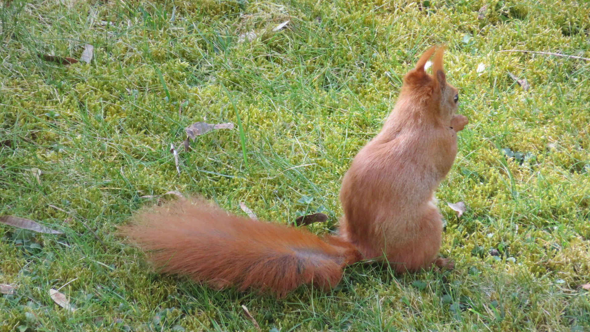 Eichhörnchen a (22).JPG
