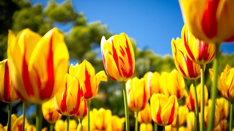 tulipan-flores-3.jpg
