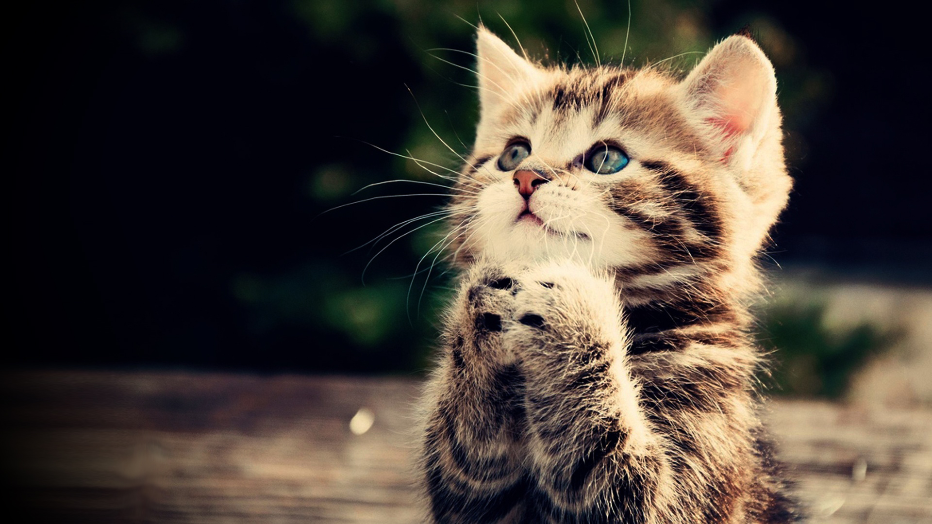 715058-praying-kitten.jpg